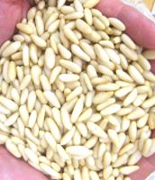 Pine Nuts 